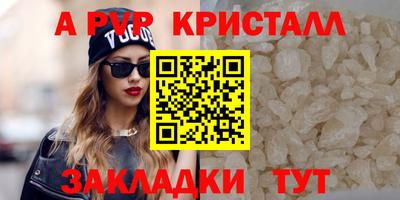 спайс Кингисепп